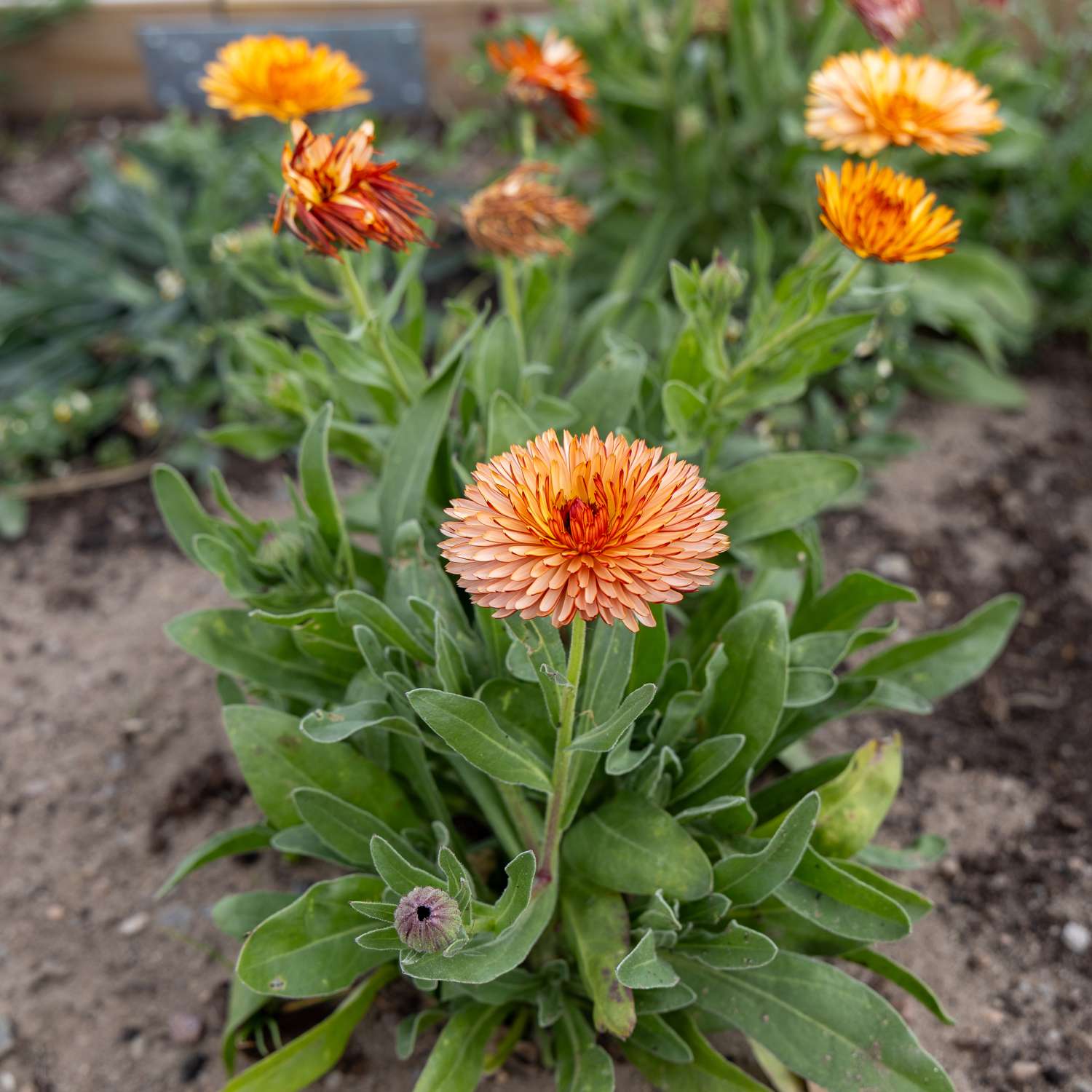 Souci 'Orange Flash' (graines)